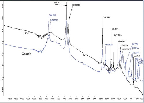 Figure 3. FT-IR spectra of camel bone and ossein.