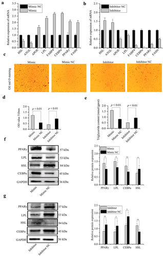 Figure 8. MiR-148a-3p promotes differentiation of porcine intramuscular preadipocytes. (a,b) The mRNA expression of differentiation marker genes were detected using qRT-PCR. (c) The lipid accumulation of porcine differentiated intramuscular adipocytes were detected by Oil Red O staining. (d,e) Relative absorbance of Oil Red O and TG content. (f,g) Protein expression level of PPARγ, LPL, HSL, and CEBPα were examined by western blotting. Results were presented as means ± SEM, *P< 0.05, **P< 0.01.