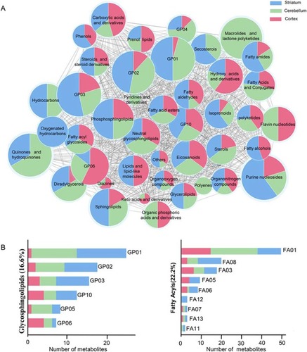 Figure 4 (A) Intersection metabolic analysis of differential metabolites at the class level. Intersection analysis was displayed by a network of nodes and lines using Cytoscape. The majority of metabolites were evenly distributed in the three regions at the class level. The size of the node represents the relative abundance of metabolites, and the lines represent the correlations between metabolites. (B) Proportion of differential metabolites of fatty acyls and glycerophospholipids in the three brain regions. GP01, Glycerophosphocholines; GP02, Glycerophosphoethanolamines; GP10, Glycerophosphates; GP04, Glycerophosphoglycerols; GP06, Glycerophosphoinositols; GP03, Glycerophosphoserines; FA01, Fatty acids and conjugates; FA08, Fatty amides; FA03, Eicosanoids; FA05, Fatty alcohols; FA06, Fatty aldehydes; FA12, Oxygenated hydrocarbons; FA07, Fatty acid esters; FA13, Fatty acyl glycosides; FA11, Hydrocarbons.