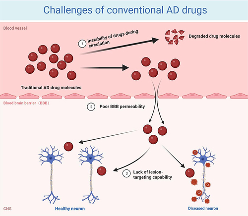 Figure 1 Challenges of conventional AD drugs. (1) Drugs are often degraded during intrahuman circulation due to their poor stability or stimulation by factors within the body; (2) the special composition of the BBB sets up natural barriers for AD drug delivery, greatly reducing the penetration rate of drugs; and (3) drugs that cross the BBB into the brain are randomly distributed to the whole brain, lacking targeted therapeutic effects. Image created with Biorender.com.