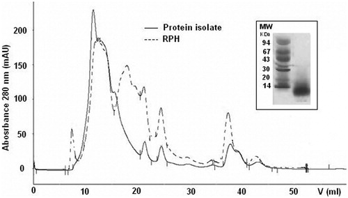Figure 2. Gel filtration chromatography of the rapeseed protein isolate (—) and the final rapeseed protein hydrolysate (- - -) on Superose 12 HR 10/30. Inset: SDS-PAGE of rapeseed protein hydrolysates (RPHs); MW, molecular weight markers (kDa).