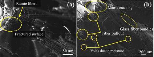 Figure 7. SEM micrographs of fractured hybrid composites.