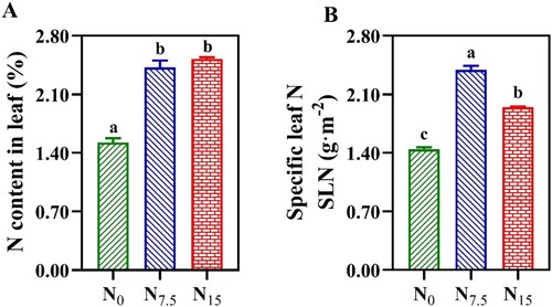 Figure 1. The contents of leaf nitrogen in Panax notoginseng grown under different nitrogen levels. (A) Nitrogen content in leaf (%); (B) SLN is the specific leaf nitrogen (g·m−2). Green represents N0, bule represents N7.5, red represents N15. Values for each point were means ± SD (n = 3). Significant differences are indicated by letters (ANOVA; P < 0.05).