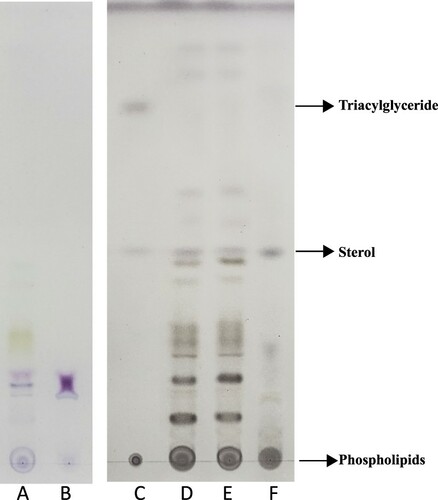 Figure 1. Lipid profiles in leaf and root tissues. Left plate (lane A, B) was stained by Schiff’s Fuchsin-sulfite reagent, right plate (lane C, D, E, F) was stained by cupric sulfate/phosphoric acid. Lane C was standard sample. Lane A and E were lipids from leaf samples. Lane D was from the whole plant samples. Lane B and F were lipids from root tissues.