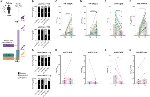 Figure 3. Detection of circulating IgG and IgA antibodies specific for SARS-CoV-2 antigens after SARS-CoV-2 infection and vaccination. Sera from 62 previously infected individuals (patients) were collected 3 to 6 months after a positive PCR test (T1) and after another year (T2) (A) and were tested via ELISA and the SARS-CoV-2 surrogate virus neutralisation test (sVNT). The results were expressed as the ratio between the optical density (OD) of the sample and the OD of the cut-off sample (CO) for ELISA or the concentration of the anti-RBD nAb (c) of the sample and the concentration of the cut-off (CO), which describes the concentration of neutralising antibodies required for 30% inhibition. For ELISA, samples were considered positive (OD/ODCO ≥ 1.1), negative (OD/ODCO ≤ 0.8), or borderline (0.8 < OD/ODCO < 1.1), and for sVNT samples were considered positive (c/cCO ≥ 1) or negative (c/cCO < 1). Response level and sample positivity were analysed for anti-S1 IgG antibodies (B, C, G, H), anti-S1 IgA antibodies (B, D, G, I), anti-N IgG antibodies (B, E, G, J), and neutralising anti-RBD antibodies (anti-RBD nAb; B, F, G, K) in T1 and T2 for vaccinated (B-F) and unvaccinated patients (G-K). The gray bars represent median values (C-F, H-K). The data were statistically analysed using paired t tests. *p < 0.05, **p < 0.01, ***p < 0.001, ****p < 0.0001.