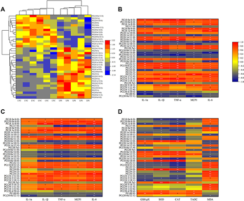 Figure 7 Correlation analysis of cytokines and oxidation indices with significantly changed PC. (A) Heat map from cluster analysis of dramatically modified PC (in positive ion mode). Each column in the picture corresponds to a sample, and each row to a distinct PC. Between LPS+LYC and LPS, there were appreciable differences in the amounts of several PC types. Heat map of the correlation analysis between the significantly changed PC and the serum cytokines (B), and the epididymal cytokines (C), and the epididymal oxidation index (D). The color indicates correlation level, red indicates positive correlation, and blue indicates negative correlation. *Represents Significant Mark, *P<0.05, **P<0.01, ***P<0.001.