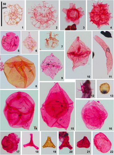 Plate 1. Dinoflagellate cysts and sporomorphs from Pueblo, Colorado. All specimens, apart from figure 11, were magnified at 400×. Pueblo beds, corresponding BC sample/slide numbers and specimen England Finder coordinates are given (see Supplement for detail of sampling). Figure 1. Adnatosphaeridium tutulosum (Cookson & Eisenack 1960) Morgan 1980, Bed 67 (BC05A), T21/1; Figure 2. Adnatosphaeridium? chonetum (Cookson & Eisenack Citation1962) Davey 1969, Bed 66 (BC04A), Q34/0; Figure 3. Litosphaeridium siphoniphorum (Cookson & Eisenack Citation1958) Davey & Williams Citation1966, Bed 66 (BC04A), M27/3; Figure 4. Pterodinium? pterotum (Cookson & Eisenack Citation1958) Pavlishina 1990, Bed 66 (BC04A), H17/1; Figure 5. Bosedinia cf. sp. 1 of Prauss, Citation2012b; see Eldrett et al. Citation2017 (Supplement) for taxonomic discussion); Bed 85 (BC26A), Q33/4; Figure 6. Laciniadinium biconiculum McIntyre 1975, Bed 65 (BC03A), U27/4; Figure 7. Heterosphaeridium difficile (Manum & Cookson 1964) Ioannides 1986, Bed 111 (BC55A), L21/4 (operculum only); Figure 8. Isabelidinium? globosa (Davey, Citation1970) Lentin & Williams 1977, Bed 121 (BC67A), W31/2; Figure 9. Questionable Alterbidinium ioannidesii Pearce Citation2010, Bed 100 (BC40A), K23/1. The specimen appears to be an autocyst, rather than having two wall layers as seen on complete specimens of A. ioannidesii (cornucavate to circumcavate) and has less well-developed tabulation than typical specimens; Figure 10. Alterbidinium ‘daveyi’ (Stover & Evitt 1978) Lentin & Williams 1985, Bed 115 (BC59A), S35/0; Figure 11. Wuroia spp., Bed 66 (BC04A), R25/2 (specimen magnified at 200×; the plate’s scale bar equates to 100 μm for this specimen); Figure 12. Questionable Raphidodinium fucatum Deflandre 1936, Bed 124 (BC74A), M28/3. A partially obscured specimen with a shorter spine length to body width ratio than is typical for R. fucatum; Figure 13. Microdinium setosum Sarjeant 1966, Bed 74 (BC11A), W21/2; Figure 14. Eurydinium glomeratum (Davey Citation1970) Stover & Evitt 1978, Bed 122 (BC70A), X22/1; Figure 15. Isabelidinium magnum (Davey Citation1970) Stover & Evitt 1978, Bed 125 (BC77A), P23/0; Figure 16. Trithyrodinium suspectum (Manum & Cookson 1964) Davey Citation1969, Bed 121 (BC66A), U31/2; Figure 17. Classopollis spp. (tetrad), gymnosperm conifer (Pinophyta) pollen, Bed 125 (BC79A), U27/3; Figure 18. Complexiopollis complicatus Goczán 1964, angiosperm (Normapolles) pollen, Bed 121 (BC69A), U31/2; Figure 19. Complexiopollis spp., Bed 78 (BC16A), P25/2; Figure 20. Complexiopollis spp., Bed 82 (BC22.5A), T39/0; Figure 21. Atlantopollis spp., angiosperm (Normapolles) pollen, Bed 95 (BC36A), K30/4; Figure 22. Trisolissporites radiatus (Chlonova 1960) Tschudy 1973, miospore, Bed 82 (BC22A), P37/2.