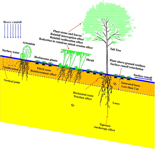 Figure 17. Vegetation strategies of loess slope protection in Yan’an.