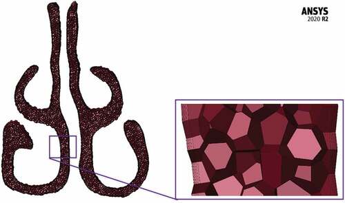 Figure 3. Meshing of nasal cavity.