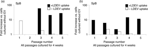 Fig. 6.  Sp-B and Sp-C expression in the mouse Lin-/Sca-1 cell/rat LDEV hybrid co-culture, long term. Mouse-specific (a) Sp-B and (b) Sp-C expression in LDEV+ (black bars) and LDEV− (white bars) cells from each passage (X-axis) after 4 weeks of culture. No rat-specific Sp-B or Sp-C expression was found in either cell population (not shown). Fold difference of gene expression is compared to cells cultured without LDEV (Y-axis).