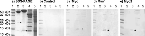 Figure 2.  Western blot analysis of binding affinity of purified IgG to myostatin. Molecular wt standard (lane 1), 200 ng of mature myostatin (R&D Systems) in non-reduced (lane 2), reduced (lane 3) condition, 4 µg of leg muscle (lane 4) and liver homogenate (lane 5) in reduced condition were fractionated on 15% SDS-PAGE and visualised with Coomassie blue stain (a) or electrophoretically transferred onto a PVDF membrane. The membranes were incubated with 2 µg/ml affinity purified IgG from control (b), rMyo (c), Myo1 (d) and Myo2 (e). Secondary anti-rabbit IgG conjugated to alkaline phosphatase was added at 1:10,000 dilution. Upper and lower arrows indicate myostatin dimer and monomer, respectively. The big protein bands above 50 kDa in lanes 2 and 3 of SDS-PAGE are BSA added as a carrier protein during myostatin preparation.