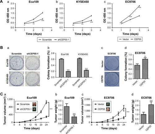 Figure 3 CEP55 promotes the proliferation of ESCC cells.