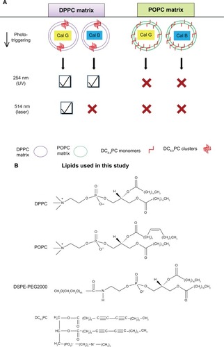Figure 1 (A) Criteria of light-triggered solute release from 1,2-bis (tricosa-10,12-diynoyl)-sn-glycero-3-phosphocholine (DC8,9PC) liposome formulations. Light sensitivity of liposomes containing the DC8,9PC (red) with either dipalmitoylphosphatidylcholine (DPPC; purple) or 1-palmitoyl-2-oleoyl phosphatidylcholine (POPC; green) are shown. DC8,9PC is clustered in DPPC matrix but relatively homogeneously dispersed in POPC (as shown). Entrapped molecules are either calcein green (Cal-G) or calcein blue (Cal-B). The formulations containing DPPC as the matrix lipid are sensitive to light treatments resulting in release of entrapped solutes (shown by √). Formulations containing POPC are not sensitive to light treatments and hence do not release entrapped solutes (indicated by X). Treatments with 254 nm (ultraviolet [UV]) promote solute release independent of the properties of entrapped solute. Treatments with 514 nm laser, however, require Cal-G as the entrapped solute. (B) The lipids used in this study.Abbreviation: DSPE-PEG2000, 1,2-distearoyl-sn-glycero-3 phosphoethanolamine-N-(methoxy[PEG]-2000 [ammonium salt]).
