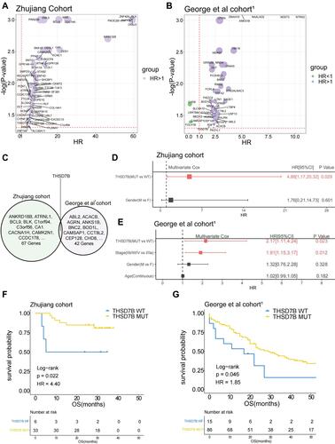 Figure 2 THSD7B mutation is significantly related to the poor prognosis of SCLC patients treated with platinum. (A and B) The bubble chart shows the gene mutations significantly related to OS according to univariate Cox proportional hazard regression analysis (Zhujiang cohort and George et al cohortCitation1). (C) The Venn diagram shows two cohorts’ intersection with significant OS-related gene mutations, where THSD7B was the only intersection gene. (D and E) A multivariate Cox proportional hazard regression model was used to analyze the relationship between THSD7B mutation and the clinical characteristics and OS (Zhujiang cohort and George et al cohortCitation1). (F and G) Kaplan-Meier analyzed the prognosis of THSD7B-WT patients and THSD7B-MUT patients (Zhujiang cohort and George et al cohortCitation1) (P<0.05, Log rank test).