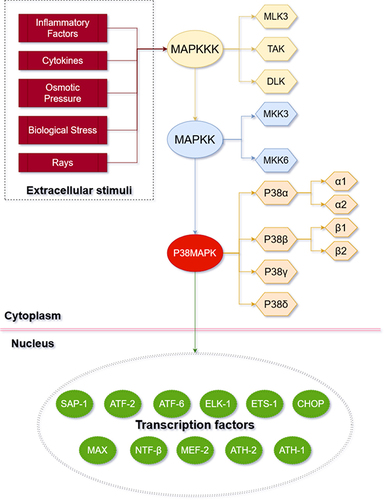 Figure 1 Basic mechanism of p38MAPK pathway. The P38MAPK signaling pathway involves three key kinases: MAPKKK (beige box), MAPKK (blue box), and MAPK (orange box). P38MAPK signaling pathway can be affected by extracellular stimuli (red box) and then enter the nucleus to active transcription factors (green box).
