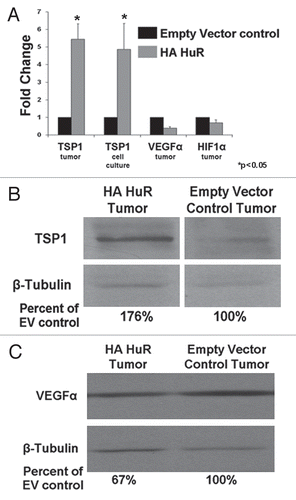 Figure 3 TSP1 is upregulated in HA-HuR tumor and VEGFα is downregulated. (A) Real-time PCR indicates TSP1 is upregulated in tumors (5.44 fold) and cells in culture (4.88 fold) overexpressing HA-HuR when compared to EV control tumors and cells, consistent with the microarray data. VEGF is downregulated (2.6 fold) in tumors overexpressing HA-HuR when compared to EV controls. HIF1α mRNA levels did not appreciably change. Change in gene expression was determined using the comparative CT method and is represented as fold change in HA-HuR tumors as compared to empty vector controls. GAPDH was used as an endogenous control. (B) Western blot for TSP1 shows increased protein expression of TSP1 (76%) in the HA-HuR overexpressing tumors when compared to EV control tumors. (C) Western blot for VEGF shows decrease protein expression by 23% in the HA-HuR overexpressing tumors when compared to EV control tumors (representative of two independent sets of tumors). Data represent mean value ± SEM from n = 3 separate mice done in triplicate. p < 0.05.