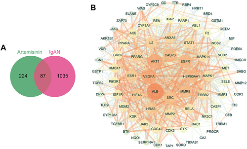 Figure 3 PPI network construction for the targets of artemisinin against IgAN. (A) The Venn diagram identified 87 overlapping targets. (B) PPI network of the potential targets against IgAN. Nodes represent targets, and lines represent interactions between two targets. The redder and larger the node were, the higher the degree was. The redder and wider the edge were, the higher the combined score was.