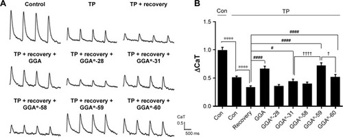 Figure 6 GGA and GGA*-31, -59, and -60 accelerate restoration of CaT loss in HL-1 atrial cardiomyocytes after 24 hours posttreatment, compared to the nontreated cardiomyocytes.