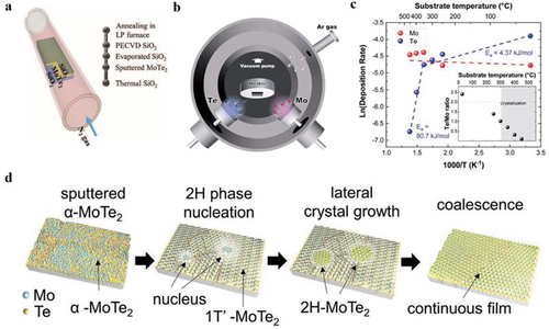Figure 5. (a). Schematic illustration of the post annealing SiO2/MoTe2/SiO2 heterostructure. Reproduced from [Citation102]. (b). Schematic diagram of the co-sputtering deposition of MoTe2. Reproduced from [Citation54]. (c). Plot of deposition rate and the Te/Mo ratio (inset) vs. temperature. Reproduced from [Citation54]. (d). Schematic illustration of the transformation of the as-deposited MoTe2 films. Reproduced from [Citation103].
