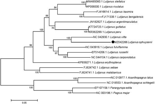 Figure 1. Phylogenetic tree reconstructed based on mitochondrial genome sequences from Lutjanidae and Sparidae. Analysis was using MEGA version 7.0 software with maximum likelihood method and bootstrap value of 1000 replicates.