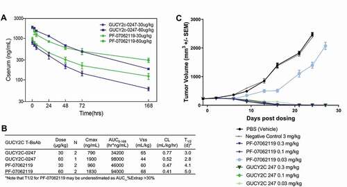 Figure 7. In vivo efficacy and PK of PF-07062119. (a) Mean serum pharmacokinetic profiles of GUCY2C-0247, PF‑06929607 and PF-07062119 in cynomolgus monkeys following single dose IV administration at 30 µg/kg and 60 µg/kg. (b) Results of non-compartmental analysis of the observed PK (0–168 hrs) of GUCY2C-0247 and PF‑07062119. Note that apparent CL estimates may be overestimated, and half-life may be underestimated for PF‑07062119 due to the limited observation period. (c) In vivo efficacy LS1034 adoptive transfer xenograft model demonstrates potent activity down to 0.1 mg/kg for PF-07062119 (n = 10 animals/group). Data shown from one donor. Similar results were obtained from separate experiments with other donor T cells