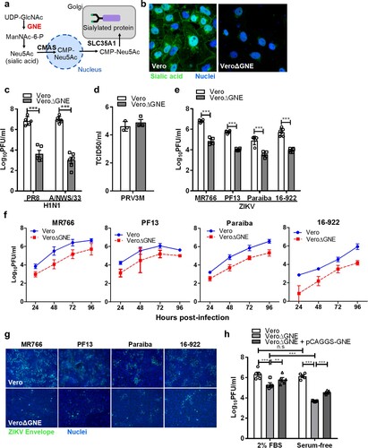 Figure 4. Sialic acid-knockout Vero cells are less susceptible to ZIKV infection. (a) Simplified schematic of sialic acid biosynthesis pathway. GNE, the gene selected for CRISPR-Cas9 knockout, is highlighted in red. N-acetylglucosamine (GlcNAc), N-acetylmannosamine (ManNAc), N-acetylglucosamine (GlcNAc), uridine diphosphate (UDP), and cytidine monophosphate (CMP). (b) The knockout cells were validated with sialic acid staining with FITC-conjugated WGA lectin. Cell nuclei were stained with Hoechst 33342. The susceptibility of Vero and VeroΔGNE cells to different viruses is shown: (c) H1N1 (PR8 and A/NWS/33), (d) PRV3M, (e) ZIKV (PF13, MR766, Paraiba and 16-922). (f) The replication kinetics of ZIKV in Vero and VeroΔGNE cells. (g) Immunofluorescence assay of ZIKV-infected Vero and VeroΔGNE cells at 48 hpi. ZIKV envelope protein was immunostained with anti-ZIKV envelope monoclonal antibody followed by NL493 anti-mouse IgG antibody. Cell nuclei were stained with Hoechst 33342. (h) VeroΔGNE cells transfected with pCAGGS-GNE were more susceptible to ZIKV infection. Virus titres for ZIKV and H1N1 were determined 72 hpi by plaque assay. All experiments were repeated at least three times with duplicate samples. Asterisks indicate statistically significant differences (*P < .05; **P < .01; ***P  < .001). Error bars represent means ± standard error.