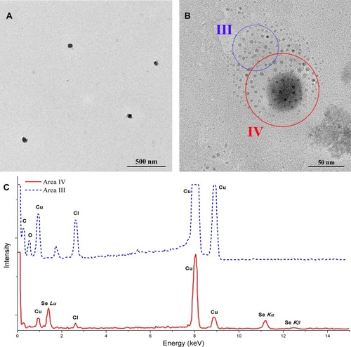 Figure 2 Release of SeNPs from SeNPs-CM in HCl solution. SeNPs-CM was mixed with HCl solution (pH 1.2). After 1–2 hrs, the mixture was filtrated by using a filter membrane (with the aperture size of 0.45 μm), and the filtrate was sampled for TEM observation and EDS investigation. (A) TEM image of SeNPs and (B) the details. (C) Typical EDS spectra obtained in Figure 2B (Area III versus Area IV).