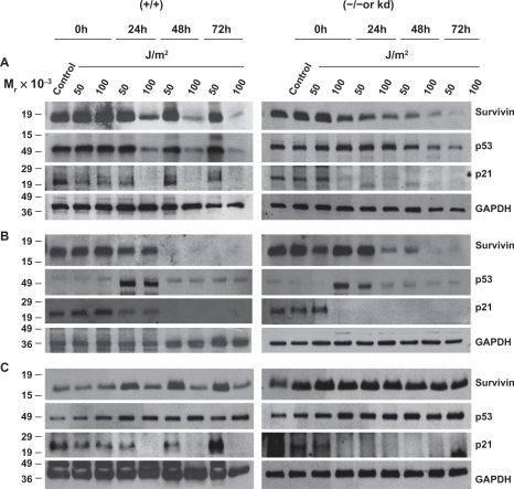 Figure 4 Survivin, p53 and p21, after UV radiation, are differentially expressed in PI3K related kinase competent versus incompetent cells. A) M059K (DNA-PK+/+), M059J (DNA-PK−/−), B) GM02184E (ATM+/+), GM03189D (ATM−/−), C) GM847 (ATR+/+) and GM847Kd (ATR kinase dead) were exposed to 50 or 100 J/m2 UV and analyzed by Western blotting after 24, 48, and 72 hours.