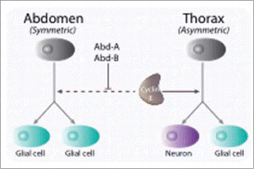 Figure 3. Cyclin E is involved in cell fate determination during early neurogenesis in Drosophila. Through asymmetric divisions, progenitors, or neuroblasts, give rise to both neurons and glial cells. Whereas in the thoracic segments of the embryonic nervous system neuroblasts divide first asymmetrically, giving rise to both a glial and a neuronal lineage, abdominal neuroblasts divide once symmetrically into 2 glial cells. Cyclin E is required for maintaining the transcription factor Prospero in a cortical localization in neuronal precursors and is inhibited to do so by the Abdominal-A and Abdominal-B gene products (Abd-A, Abd-B)