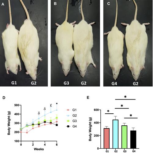 Figure 2 Effect of high-fat diet/disulfiram on rats at week 6. Dorsal view of: (A) G1 (SD) vs G2 (HFD), (B) G3 (HFD + 50mg DSF started at W0) vs G2 (HFD), (C) G4 (HFD + 200mg DSF started at W0) vs G2 (HFD). (D) Body weight of G1-G4 over the 6 weeks of the study. (E) Body weight of G1-G4 at week 6. Data are presented as mean ± SEM (n = 5 rats per group). ANOVA F=11.62 P < 0.001. δP < 0.05 between (G1 and G2) and (G2 and G4), £P < 0.05 between (G1 and G2), (G2 and G3) and (G2 and G4), *P < 0.05 between (G1 and G2), (G2 and G3), (G2 and G4) and (G3 and G4).