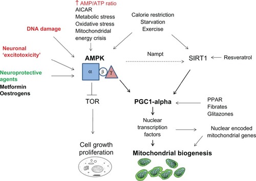Figure 2 Role of AMPK in neuroprotection.