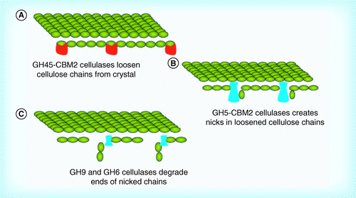 Figure 3.  Potential mechanism of cellulose hydrolysis by Cellvibrio japonicus. (A) A GH45 decrystallization of cellulose; (B) nicking of decrystallized cellulose; and (C) degradation of nicked chains.CBM: Carbohydrate binding modules; GH: Glycosyl hydrolase.