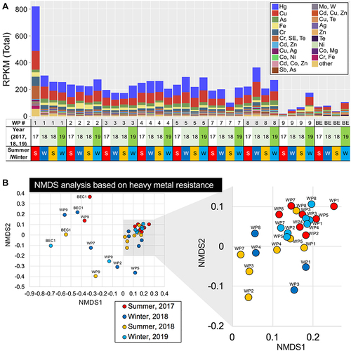 Figure 6 Metagenomic analysis of HMRGs in WWTP effluents. (A) HMRGs in the effluents from WWTPs (WP) and a beach sample (BE). Metagenomic DNA-seq short reads were analyzed for homology using the BacMet2 database (bioinformatics resource of antibacterial biocide- and metal resistance genes; http://bacmet.biomedicine.gu.se/), followed by RPKM normalization. See Supplementary Table 3 for the complete list of metal resistance genes. (B) NMDS plots of metagenomic sequencing reads classified by heavy metal resistance for effluents from WWTPs (WP1 to 9) and BEC1. Freshwater areas in WWTPs (WP1 to 8, see Figure 1) were clustered (gray-shaded square), but the clusters were separated in a sampling time-dependent manner that was partially WWTP-dependent.