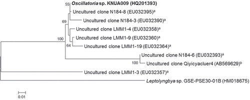 Fig. 2 The phylogenetic relationship of strain KNUA009 and its closely related species were inferred from ITS sequence data. The scale bar represents a 1% difference in nucleotide sequences. Isolation source: aMeirsValley, Antarctica (Wood et al. Citation2008); bQiyi Glacier, the Qilian Mountains, China.