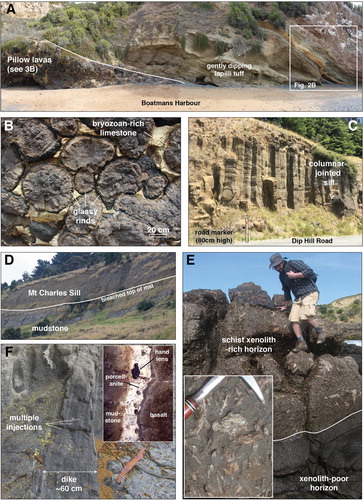 Figure 4. Flows, sills and dikes of the volcanic field. A, Pillow lava overlain by tuffaceous material at Boatmans Harbour (Cape Wanbrow; sequence also illustrated in Figure 2B). The beach to the top of the cliffs on the right-hand side of 4A are about 15 m high. B, The pillows have glassy margins and have interstitial bryozoan limestone. C, The Tokorahi Sill, here exposed on Dip Hill Road, has sub-vertical columnar jointing. The basal contact with Eocene sandstone is just to the left of this photo. Although not obviously differentiated at outcrop scale, the whole rock geochemistry shows come variation in composition across the body. D, View of the Mt Charles Sill, which intrudes concretion-bearing mudstone. The dolerite is extremely friable on this cliff, but fresher (although less well exposed) material occurs at the southern end of the sill. This sill is chemically differentiated vertically, from olivine dolerite at the base upwards to quartz dolerite (Benson Citation1943). View is to the northeast from State Highway 1. The exposed sill is ∼20 m thick. E, The Tawhiroko Sill, which is also geochemically differentiated (Benson Citation1943), on the Moeraki Peninsula has horizons rich in schist clasts that are derived from the underlying Otago Schist. Photos courtesy of M Brenna. F, Features of mafic dikes on Moeraki Peninsula. The dikes appear to be made of multiple injections and are packed, in places, with calcite-filled vesicles. Inset shows the ∼6 cm wide white porcellanite margin to one dike. Photo courtesy of AF Cooper.