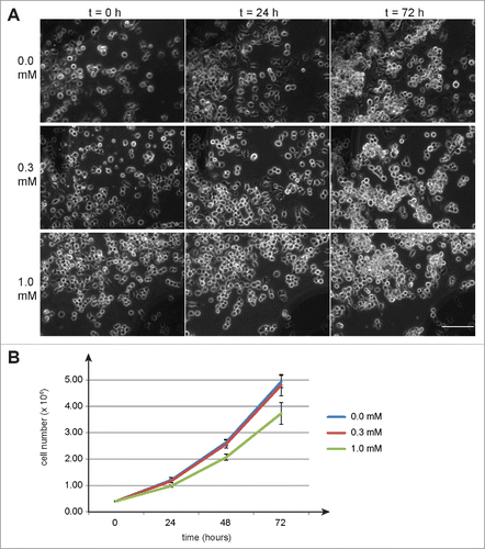 Figure 1. Auxin effects on Drosophila S2R+ cells. To evaluate potential toxicity of auxin, S2R+ cells were cultured in the presence of auxin at the indicated concentrations (mM). (A) No obvious effects of auxin on cell morphology were observed by imaging defined regions repeatedly at the indicated time points (hours) after auxin addition. Scale bar = 100 µm. (B) Cell counting revealed a slight inhibitory effect of 1 mM auxin on cell proliferation, while 0.3 mM did not appear to have a significant effect. Average cell numbers (+/− s.d., n = 3) at the indicated time points (hours) after addition of auxin (0, 0.3 and 1 mM) are shown.