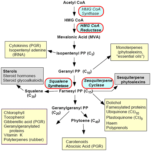 Figure 1. Plant isoprenoid biosynthetic pathway, highlighting important end products. PP, pyrophosphate; PGR, plant growth regulator (data taken from Denbow et al. Citation1996).