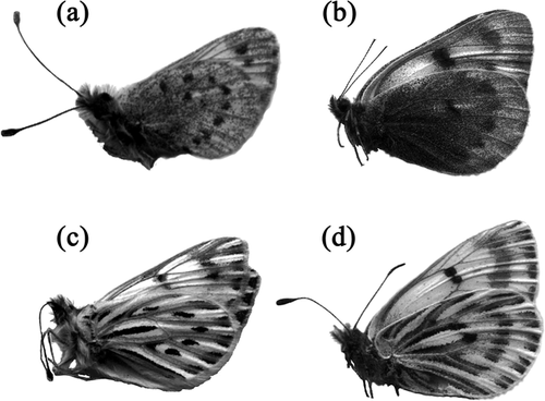 Figure 1 Representative specimens of four taxa discussed in the text: (a) Pierphulia rosea, Chile; (b) Baltia shawi, Afghanistan; (c) Phulia nymphula, Chile; (d) Baltia butleri, Tibet. The two morphologically convergent pairs are P. rosea / B. shawi, and P. nymphula / B. butleri.