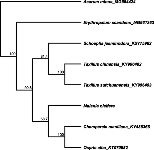 Figure 1. Phylogenetic tree inferred by neighbor-joining (NJ) method based on the complete chloroplast genome of eight species of Santalales, bootstrap values (%) are shown on the branch.