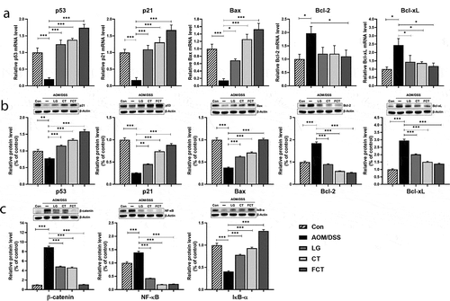 Figure 4. Effects of dietary L. gasseri 505 (LG), C. tricuspidata leaf extract (CT), and fermented CT by L. gasseri 505 (FCT) on the colon tissues of the AOM/DSS-induced CAC mice by determination of pro-apoptosis (p53, p21, and Bax), anti-apoptosis markers (Bcl-2 and Bcl-xL), and tumor cell proliferation markers (β-catenin, NF-κB, and IκBα). (a) mRNA quantification of the apoptosis markers using Real-Time RT-PCR. (b) Determination of the protein productions of the apoptosis markers using Western blot analysis. (c) Determination of the protein productions of the tumor cell proliferation markers using Western blot analysis. The mRNA level was normalized with the mRNA level of GAPDH, and the protein production was normalized with β-actin. The data present the mean ± standard deviation (SD). Asterisks denote significance vs. AOM/DSS group by one-way ANOVA (*p < .05, **p < .01, ***p < .001).