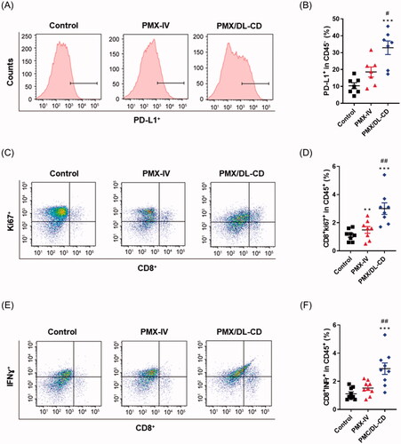 Figure 5. (A) PD-L1 expression in tumor cells measured using flow cytometry and (B) quantification thereof in the control, MTD, and MCT groups. (C) Gating of CD45+CD8+Ki67+ T cells using flow cytometry and (D) quantification thereof. (E) Characterization of CD45+CD8+IFN-γ+ T cells using flow cytometry and (F) quantification thereof. All values are means ± SEMs (n = 5). **p < .01, and ***p < .001 compared to untreated controls; #p < .05, and ##p < .01 compared to the PMX-IV group.