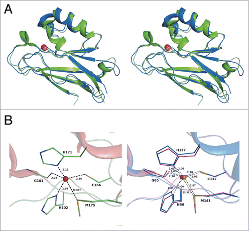 Figure 5. Structural comparison. (A) Superimposition of the overall structures of Laz-C (green) and Paz (blue) (PDB code, 3AZU). (B) Metal-binding site. Left, Laz (carbon, green; nitrogen, blue; oxygen, red; and sulfur, yellow); right, superimposition of copper (blue)- and zinc (purple)-binding Paz proteins. Balls colored red and orange indicate the zinc and copper ions, respectively.