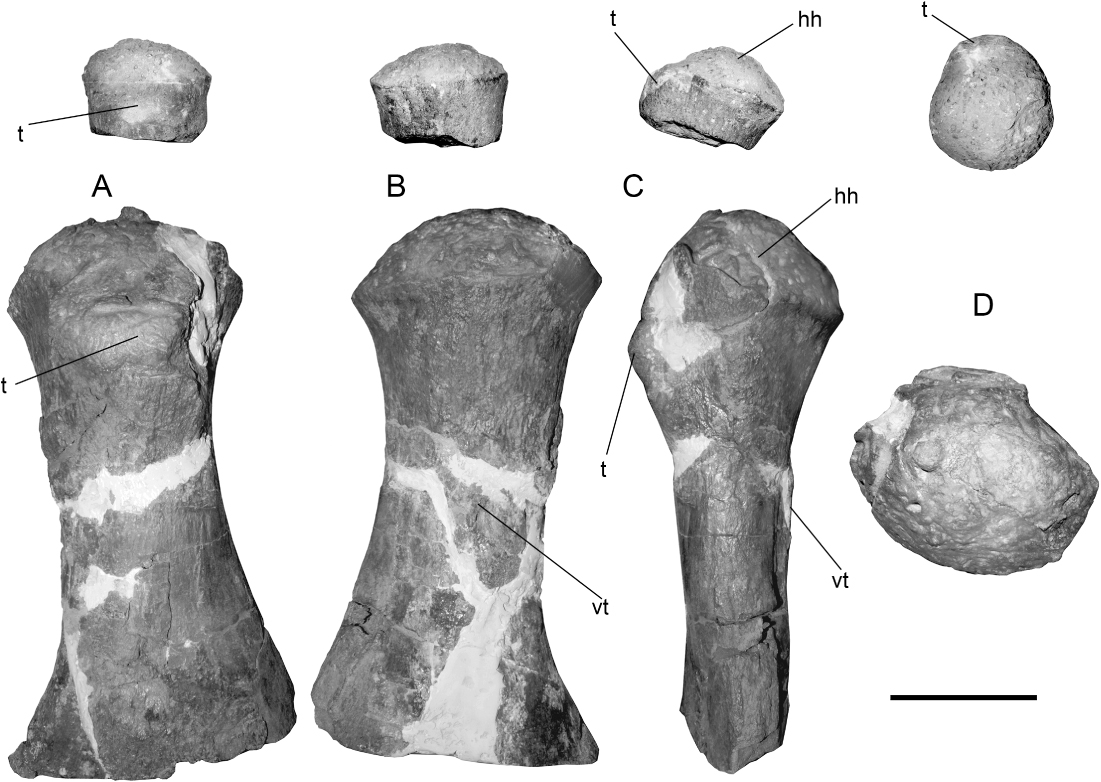 Figure 3 Ontogenetic comparison of the articular head in the right humerus of Aristonectes quiriquinensis. Juvenile specimen SGO.PV.260 is above, and the adult holotype SGO.PV.957 below. A, Dorsal view. B, Ventral view. C, Anterior view. D, Proximal view. Scale bar equals 100 mm.