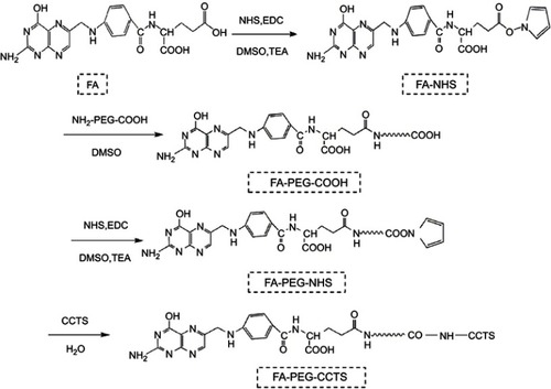 Figure S1 Synthesis of FA-PEG-CCTS conjugates.Abbreviations: FA, folate acid; PEG, polyethylene glycol; CCTS, carboxylated chitosan.