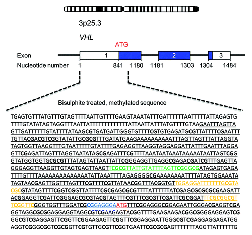 Figure 4. Schematic overview of the VHL promoter region. Underlined letters in black represent the annotated promoter sequence (GenBank accession No AF010238), letters in green denote the sequence analyzed in this study, letters in yellow denote the primer sites analyzed by Dammann et al., letters in blue represent the sequence analyzed by Moore et al., bold letters represent CpG islands and letters in red mark the translation start site.