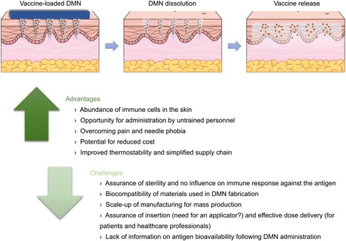 Figure 5 Schematic representation of the process of vaccine delivery using dissolving microneedle (DMN) arrays and summary of the main advantages and challenges associated with this potential vaccination strategy.
