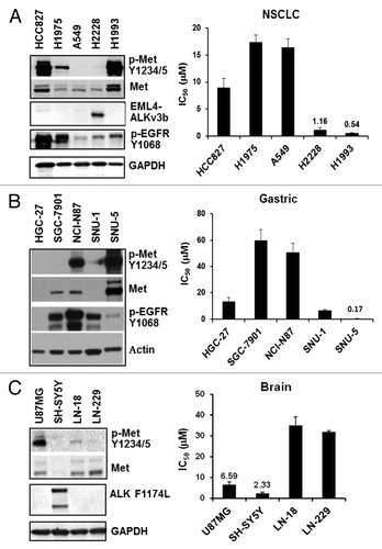 Figure 2. CM-118 inhibits proliferation of c-Met- or ALK-driven cancer cell lines. Panels of 5 NSCLC (A, left), 5 gastric (B, left), and 4 brain (C, left) cancer lines were immunoblotted as indicated. CM-118 was assessed for growth inhibition potency in corresponding cancer lines. Bar graphs show mean IC50 values (n = 3) determined from MTS assays for NSCLC (A, right), gastric (B, right), and brain (C, right) panels.