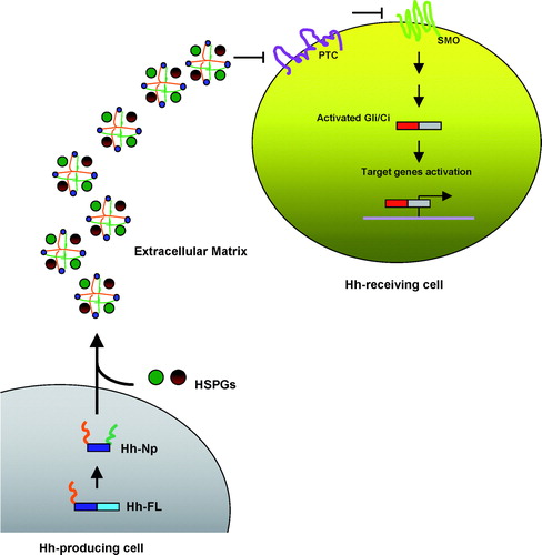 Figure 3.  Model of active soluble Hh/Shh multimeric complex transport. After post-translational modifications in Hh-producing cells (palmitoylation, red; cholesteroylation, green), Hh-Np proteins are secreted to the extracellular matrix and form a multimeric complex with Heparan Sulphate Proteoglycans (HSPGs). In Hh-receiving cells, the receptor PTC is repressed by Hh and this releases SMO to activate downstream signalling. HSPGs can improve the solubility of Hh proteins during intercellular trafficking in the extracellular matrix and enhance Hh-PTC interaction on Hh-receiving cells, therefore promoting subsequent signalling activity.