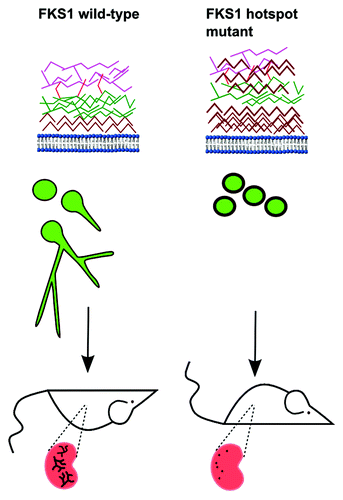 Figure 1. Phenotypic changes associated with FKS1 hotspot mutations in Candida albicans. C. albicans FKS1 hotspot mutations are associated with significant increases in cell-wall thickness attributed to increased cell-wall chitin content, impaired growth rate and filamentation capacity. Cell wall components are shown in brown (chitin), green (β-1,3-glucan), red (β-1,6-glucan) and purple (mannan). Production of thick chitinous cell walls likely results from upregulation of chitin synthesis as a result of activation of cell wall salvage pathways. FKS1 mutants exhibit attenuated fitness in vitro, and reduced lethality in immunocompetent BALB/c mice. Excised kidneys show attenuated fungal burdens and the absence of hyphal forms in tissue. It is hypothesized that in fks1 mutants cell-wall chitin blocks Dectin-1 signaling (Mora-Montes et al., Infect Immun 2011), thereby dampening the inflammatory response to β-glucans.