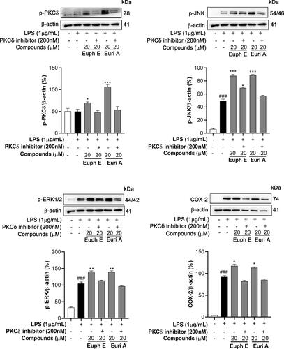 Figure 10 PKCδ inhibitors inhibited compounds inducing immune activation. Cells were preincubated with compounds (20 µM) in the absence or presence of PKCδ inhibitors (200 nM) for 1 h and stimulated with 1 μg/mL LPS for 30 min (for p-PKCδ, p-JNK and p-ERK) or 18 h (for COX-2). Actin was assessed as a loading control. Compared with control group, ###P<0.001; Compared with LPS group, *P<0.05, **P<0.01, ***P<0.001.